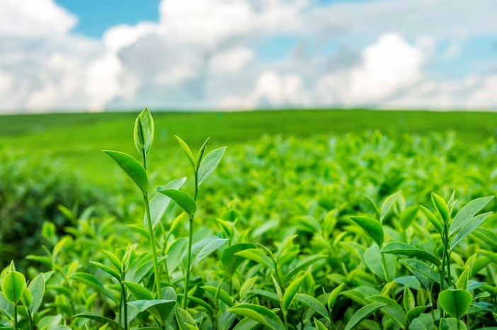 Organik Çay: Al Sat Fikirleri